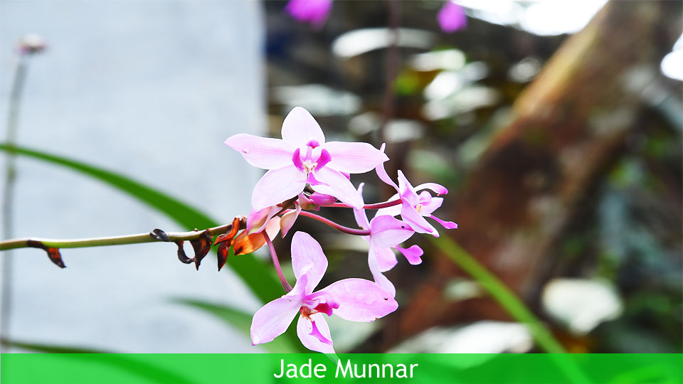 India, Jade Munnar offers three comfortable, private, upstairs bedrooms with dedicated bathrooms and private sit out areas