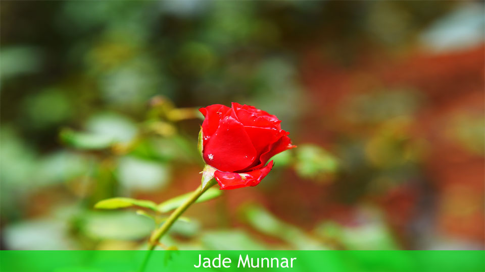 India, Jade Munnar offers three comfortable, private, upstairs bedrooms with dedicated bathrooms and private sit out areas